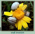 Picture Title - snail invasion