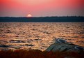 Picture Title - Gulls at Sunset