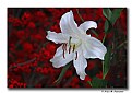 Picture Title - Oriental Lily (d839)