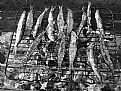 Picture Title - Sardines