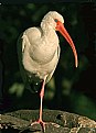 Picture Title - White Ibis
