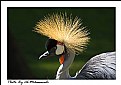 Picture Title - Gray Crowned-Crane