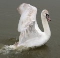 Picture Title - Another Swan