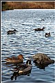 Picture Title - a paddling of ducks