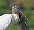 Wood Stork