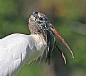 Picture Title - Wood Stork