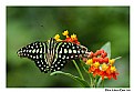 Picture Title - Butterfly