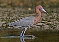 Picture Title - Reddish Egret