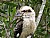  Australian's National Bird Kookaburra