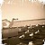 The Gulls of West Meadow Beach