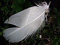 Picture Title - White Feather