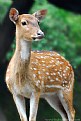 Picture Title - A deer