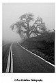 Picture Title - Morning Fog