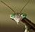 Portrait of The Mantis