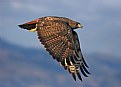 Picture Title - RedTail over coyote
