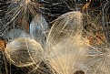 Picture Title - milkweed bubbles