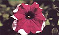 Picture Title - petunia hybrida