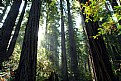 Picture Title - Redwood
