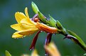 Picture Title - Yellow Dew Drops