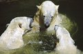 Picture Title - Polar bears