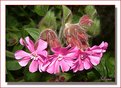 Picture Title - Rose Campion