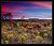 Wildflowers at sunset