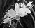 Black and White Orchid