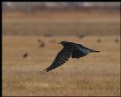 Picture Title - As the Crow Flies