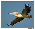 Picture Title - Flying Pelican