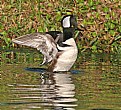 Picture Title - The Secretive Merganser