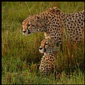 Picture Title - Morning on the Mara III