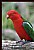 Oz KING Parrot