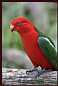 Picture Title - Oz KING Parrot