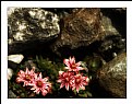 Picture Title - Alpine flowers - 3-