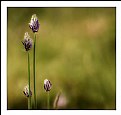 Picture Title - Alpine flowers -4-