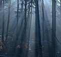 Picture Title - Deep Forest #