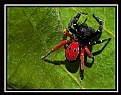 Picture Title - Lady Bird Spider
