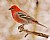 Male Pine Grosbeak