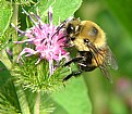 Picture Title - Busy Bee