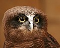 Rufous Owl