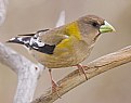 Picture Title - Female Evening Grosbeak