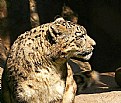 Picture Title - Snow Leopard