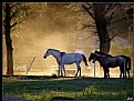 Picture Title - Sunset with horses