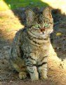 Picture Title - Tabby 3