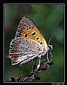 Picture Title - butterfly 1