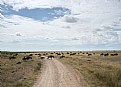 Picture Title - Crossing of the Herd