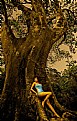 Picture Title - Beauty and the tree