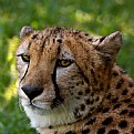 Picture Title - Cheetah