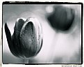 Picture Title - Black tulips