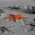 Picture Title - star......fish